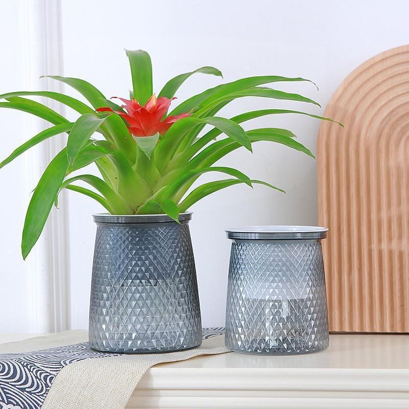 2024 Transparent Self Watering - огляд і ціна Aloe Vera Pot