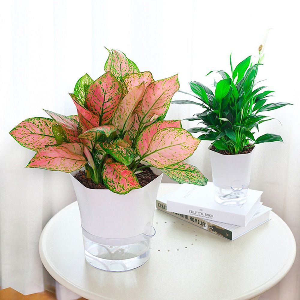 Transparent Double Layer Plast - огляд і ціна Aloe Vera Pot
