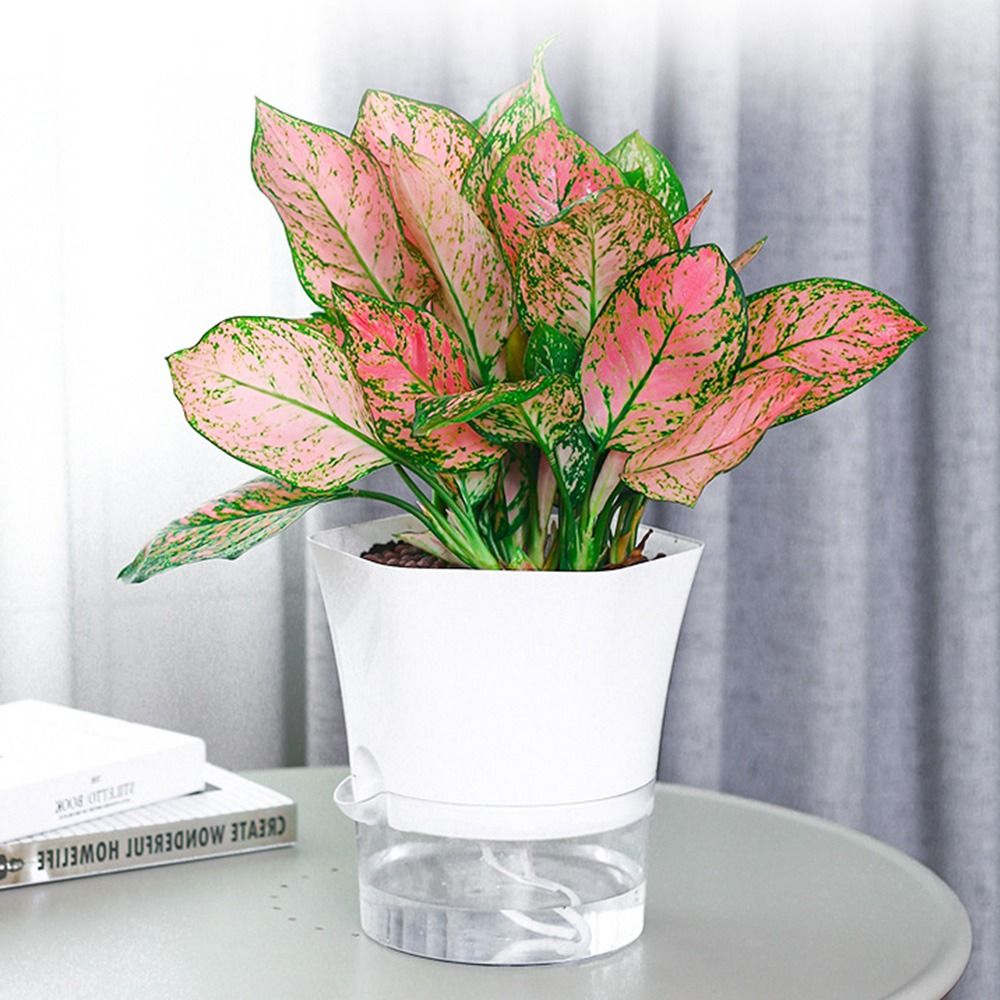Transparent Double Layer Plast - огляд і ціна Aloe Vera Pot