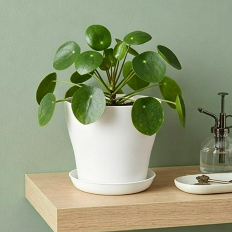 Plant Pot Set with Drainage Ho - огляд і ціна Aloe Vera Pot